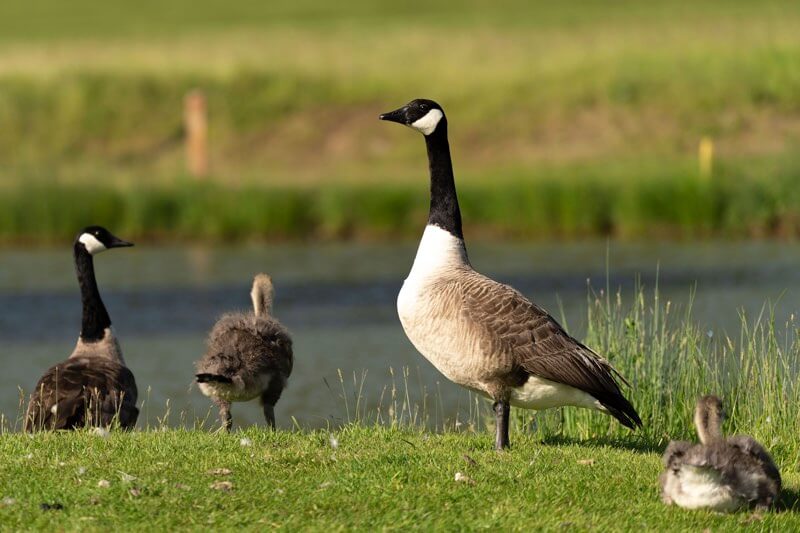 Photo of geese at one of the golf courses in East Horton.